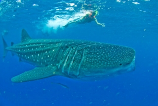 Snorkel con tiburon ballena